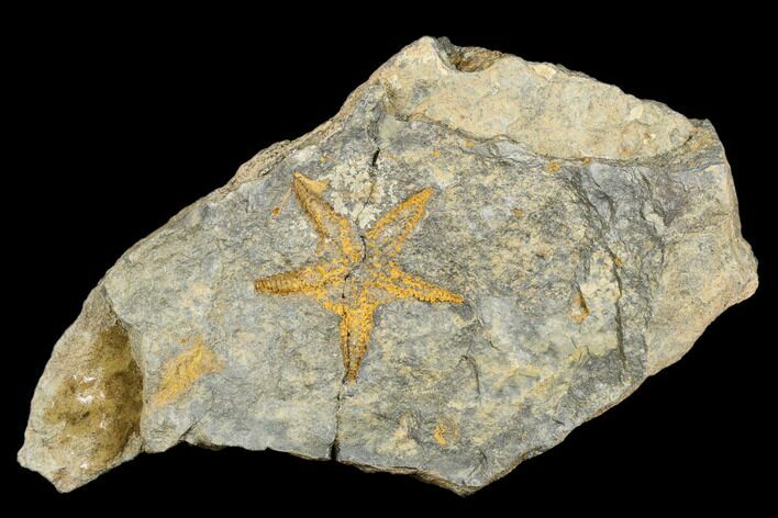 Ordovician Starfish (Petraster?) Fossil - Morocco #180857